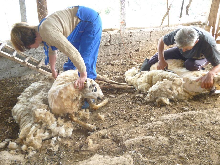 ΤΟ ΚΟΥΡΕΜΑ ΤΩΝ ΠΡΟΒΑΤΩΝ Στο τέλος του μήνα Φλεβάρη κουρεύουν τα πρόβατα στην περιοχή των μαστών για να μπορούν να αρμέγονται καλύτερα. Στο τέλος του Απρίλη, ξεκινά το κούρεμα ολόκληρου του προβάτου.