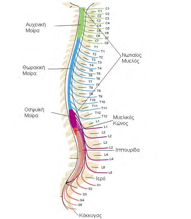 Εικόνα 1. Ανατοµικές περιοχές εγκεφάλου και µοίρες του νωτιαίου µυελού. Netter. Atlas of Human Anatomy 1 α.