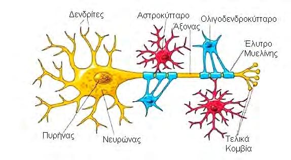 Εικόνα 2. οµή νευρώνα του ΚΝΣ.