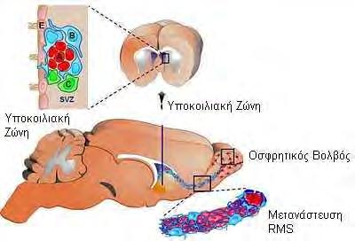 Οι διαφορετικοί τύποι κυττάρων είναι τέσσερις: 1) Κροσσωτά Επενδυµατικά Κύτταρα (Tύπος E) βρίσκονται σε επαφή µε τον αυλό της κοιλίας και συµµετέχουν στην κυκλοφορία του ΕΝΥ, 2) Μεταναστευτικοί