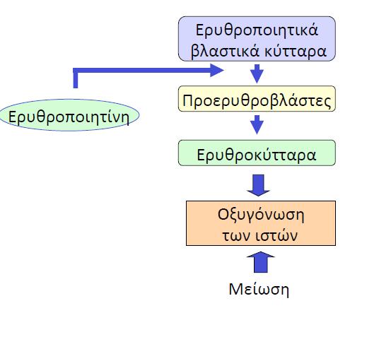 ΠΑΡΑΓΩΓΗ