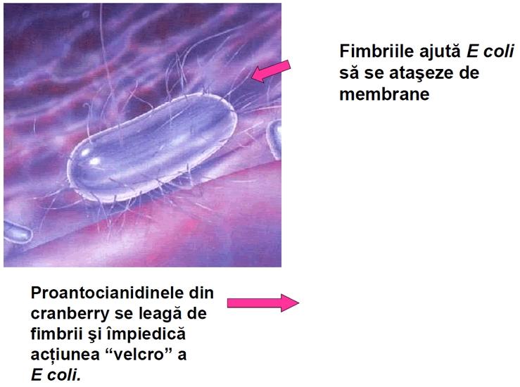 Avorn et al. JAMA 1994;271:7514 Fimbriile ajuta E coli sa se ataseze de membrane Proantocianidinele din cranberry se leaga de fimbrii si impiedica actiunea velcro a E coli.