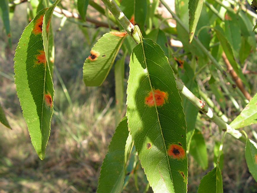 Πολυςτιγμάτωςθ αμυγδαλιάσ Polystigma ochraceum χθματίηει