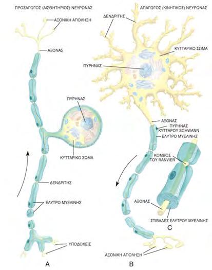 οποία ενσωματώνεται στην κυτταρική μεμβράνη των νευρογλοιακών κυττάρων. Το στρώμα της μυελίνης που τα περιτυλίγει δεν είναι συνεχές, αλλά διακόπτεται κατά μήκος του νευροάξονα.