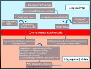 28 Σχοινοχωρίτη O. και συν. και τα Α.Α.Ε., σχετικής με έναν υπερ-φλεγμονώδη φαινότυπο μονοκυττάρων-μακροφάγων ή γενετικούς πολυμορφισμούς του γονιδίου της IL-1.