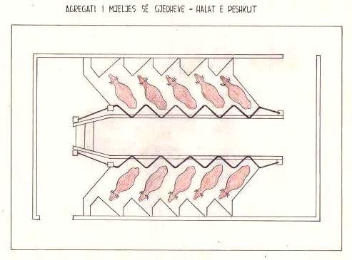 Mjelëset rrotulluese (rotolaktoret) Punojnë në atë mënyrë që gjedhet, vendqëndrimet dhe pajisjet për mjelje rrotullohen në platformë të rrumbullakët.