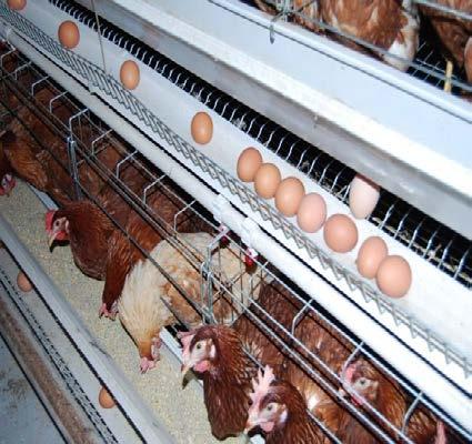 Mbledhja e vezëve është e mekanizuar me vendosjen e shiritave të pafund nga goma në koritën nga teli për vezë.