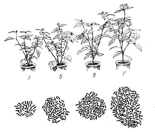 6-сурет. Solanum nigrum өсімдігінідегі 36, 7,08 және 44 хромосомалары бар сомалық полиплоидия (А-Г). Хромосома санымен вегетативтік даму деңгейі арасында сәйкестік көрініп тұр.