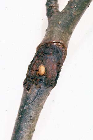 Ασθένειες Μηλοειδών (3) ΕΞΕΛΚΩΣΗ ΒΡΑΧΙΟΝΩΝ Παθογόνο: Nectria galligena (Ασκομύκητας) με ατελή μορφή Cylindrosporium mali Συμπτώματα: Βυθισμένες μελαμψές κηλίδες στο φλοιό που έχει «σκάσει» (έλκος)