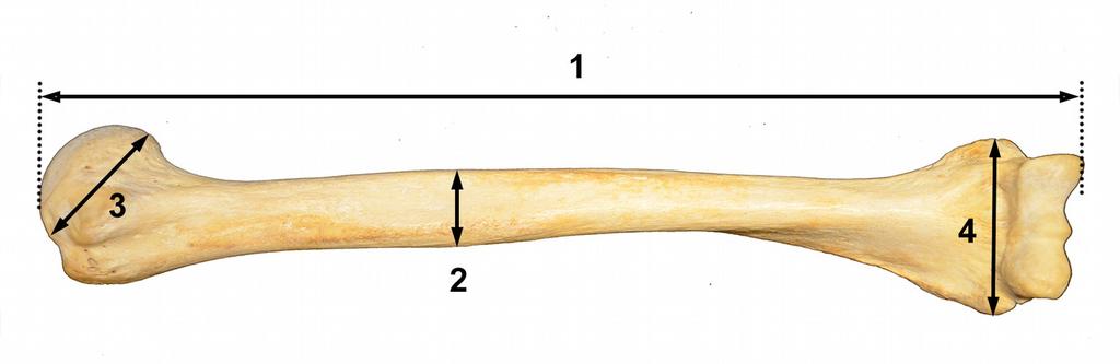 Γ3. Άνω άκρο 1. Μέγιστο μήκος βραχιονίου: Η μεγαλύτερη απόσταση από το πλέον εγγύς σημείο της κεφαλής μέχρι το πλέον άπω σημείο της τροχιλίας Όργανο μέτρησης: Οστεομετρικός πίνακας 2.