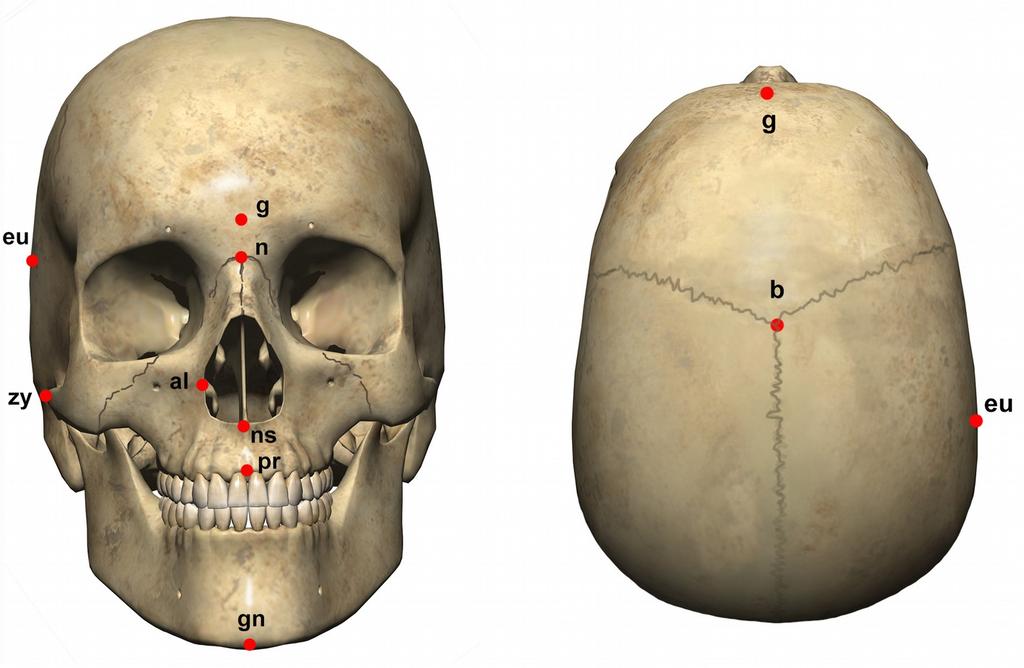 Α1. Κρανιομετρικά σημεία Μονήρη σημεία Βρέγμα (bregma b): Στην κορυφή του κρανίου στο σημείο ένωσης της στεφανιαίας και της οβελιαίας ραφής Ριζορρίνιο (nasion n): Στο σημείο ένωσης των δύο ρινικών