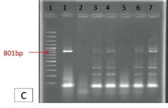 Fig 2. PCR results for detection of PVY (C) from potato Sprout tips c.v Marfona after treatment with Ribavirin (RBV) and (D) by using Azacitidine (AZA) : L: ladder. 1: control.