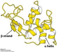 Segmenti aminokiselinskog slijeda koji su međusobno blizu, obično počnu stvarati sekundarnu strukturu.