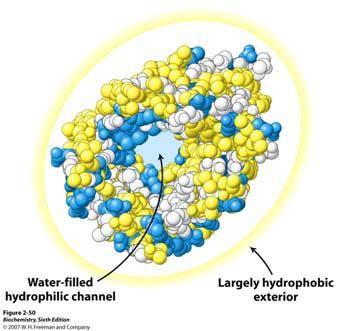 Model porina (protein koji stvara pore u membrani) ( iznimke potvrđuju pravila ) Na vanjskoj strani porina (koja je u kontaktu s hidrofobnim molekulama membrane) razmješteni su hidrofobni bočni