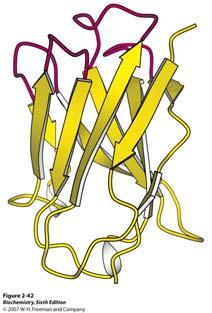 Mnoge promjene smjera nastaju zbog β-zavoja. β-zavoji stabiliziraju nagle promjene smjera polipeptidnog lanca.