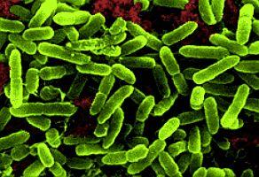 cepacia Pseudomonas