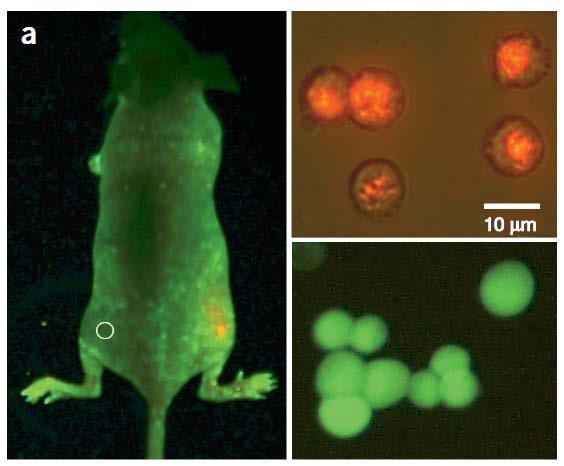 Detección de células tumorais in vivo CdSe/ZnS Proteína