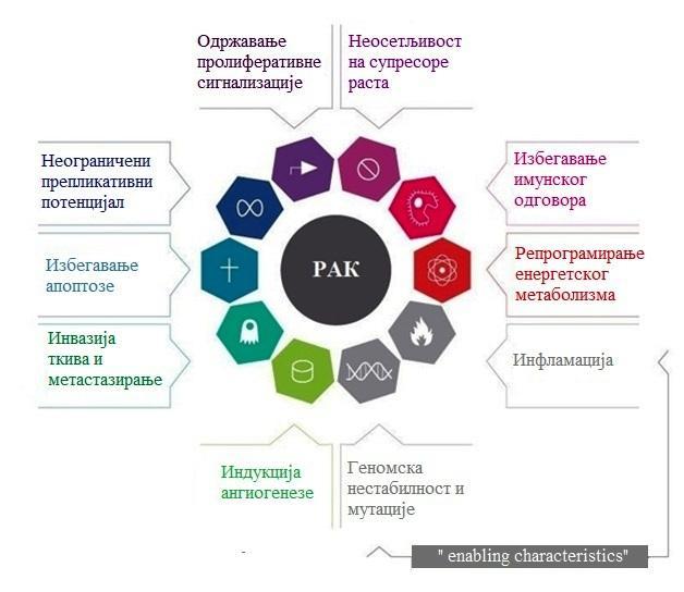 Слика 1. Основне карактеристике малигних ћелија (41). 1.2.2.1. Одржавање пролиферативне сигнализације Вероватно најбитнија особина малигне ћелије јесте способност да одржава константну пролиферацију.
