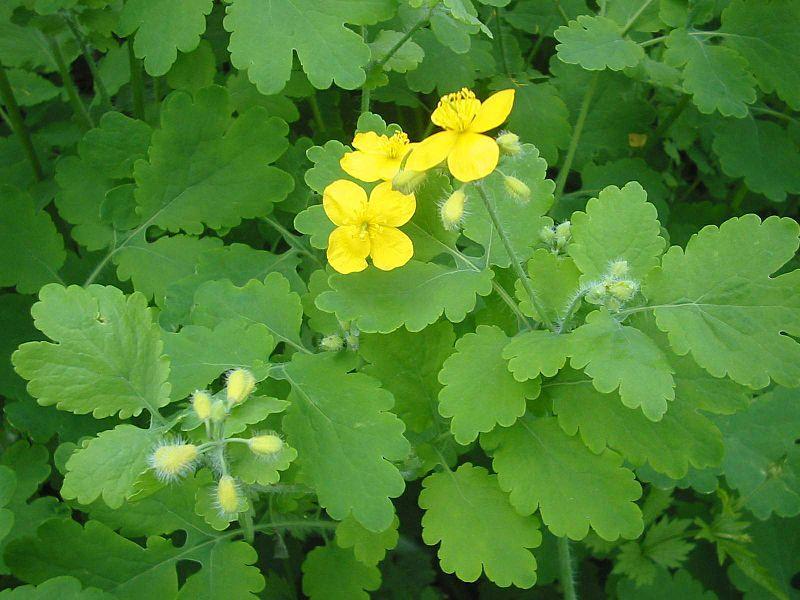 1.6. Chelidonium majus 1.6.1. Географска распрострањеност и таксономске карактеристике Фамилија Papaveracea је широко распрострањена у северној хемисфери, посебно у источној Азији и северозападној