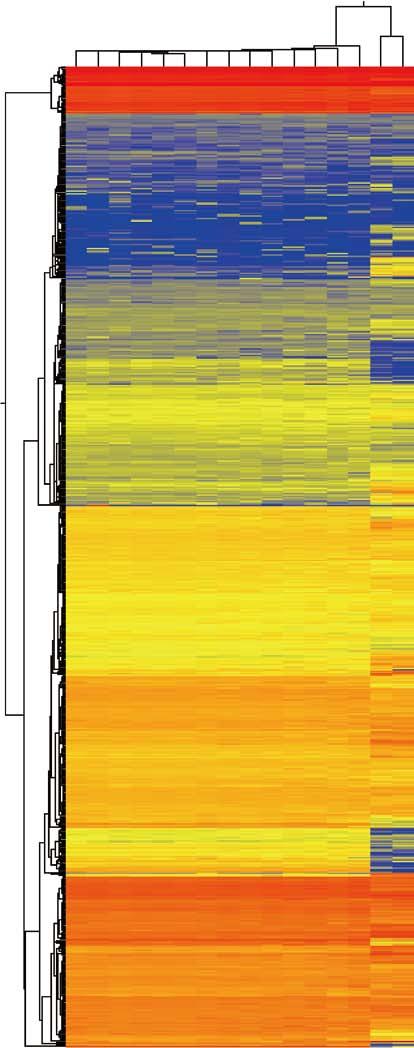 44C- 49B- 4F- 44B- 47C- 44E- 44C- KhES KhES H B-6 HDF88 DP74 Supplementary Figure 6. Comparison of the global gene expression profiles.