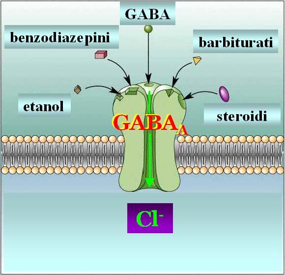 Benzodiazepini GABA A receptor Aktivacija GABA A : moraju se vezati 2 molekule GABA-e!