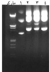 پس از تا یید کلونسازی حامل تکثیر حامل: حامل pgex-4t-2 پس از ترانسفورم کردن (21) در DH5α مستعد (Competent) با استفاده از روش لیز قلیایی (20) و دو اصلاح ذیل تکثیرشد: 3 میلیلیتر کشت شبانه (overnight) را