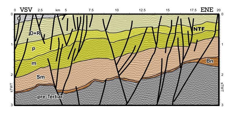 Secțiune seismică interpretată care traversează Falia Trotușului (localizare planșa 1); de remarcat sistemul de falii subverticale convergent în