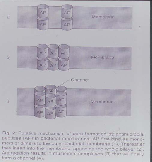 Antimikrobiálne peptidy pozostávajú z 38-42 aminokyselín. Tieto peptidy vytvárajú kanál v bunkovej stene baktérie, ktorý zabíja mikroorganizmy. Obr.