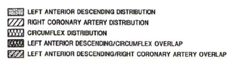 16 SEGMENT MODEL Diagram of the modified 16-segment model with areas of coronary artery distribution shown as