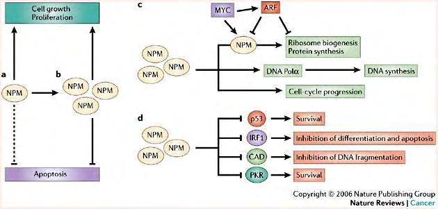 34 Εικόνα 7. Λειτουργίες της Νουκλεοφωσμίνης και η δράση της στον καρκίνο (Grisendi et al). 56 a.