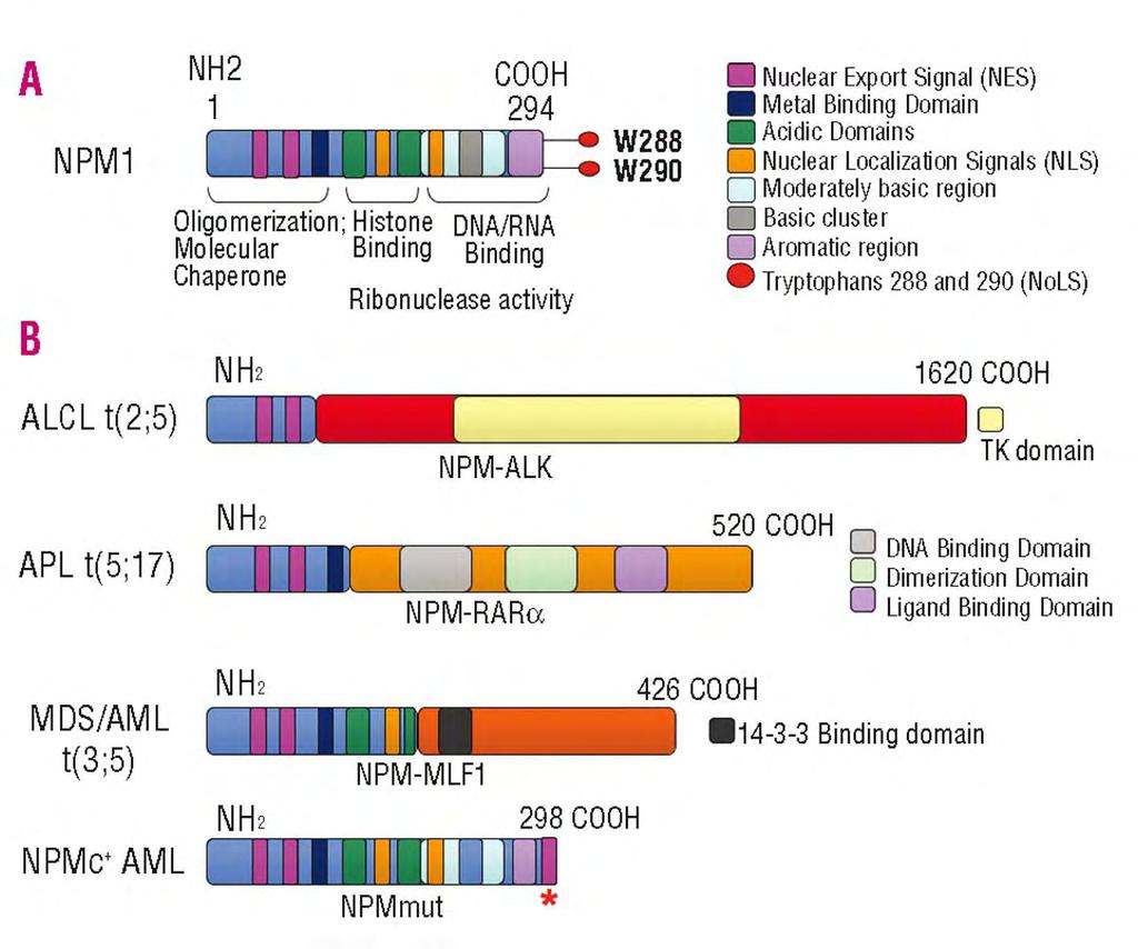 35 Το γονίδιο της Νουκλεοφωσμίνης ανευρίσκεται μεταλλαγμένο, ή αντιμετατεθειμένο σε διάφορα αιματολογικά νεοπλάσματα (Εικόνα 8): Εικόνα 8. (Brunangelo et al).