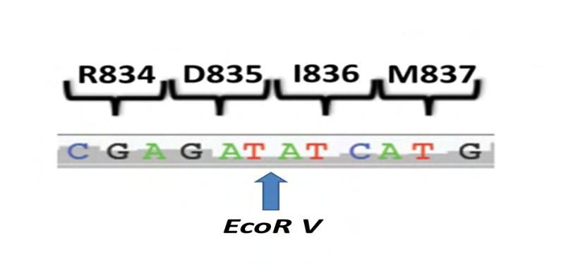 51 Πρόσθιος - 20F primer : 5 -AGTGTGTTCACAGAGACCTGG-3 Ανάστροφος 20R primer : 5 -ATTGCCCCTGACAACATAGTT-3 Δημιουργούνταν διάλυμα από 235 μl H 2 O, 10μl 10xbuffer, 10μl dntps (2,5 mm), 15 μl MgCl 2 και