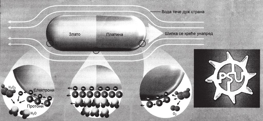 ZDRAVSTVENA ZA[TITA 3/2010 нице да је јачина отпора кретању тела у флуиду пропорционална јединици величине, а брзина каталитичке реакције је пропорционална површини, која је квадрат те јединице