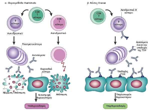 14 συμμετοχή τους τόσο σε στην καταστροφή των θυρεοειδικών κυττάρων μέσω επαγωγής του συστήματος του συμπληρώματος, όσο και σε καρκίνους του θυρεοειδούς (21).