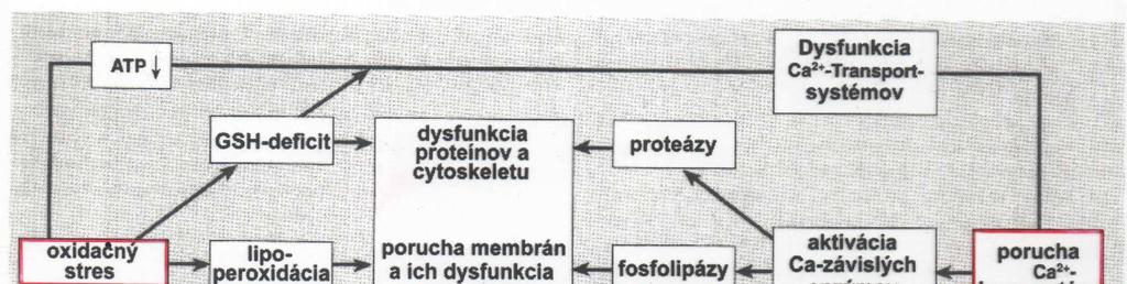 Dôsledky zvýšenia intracelulárneho kalcia vzostup aktivity fosfolipázy A2 (PLA2) aktivátory: Ca 2+, rigidita membrány