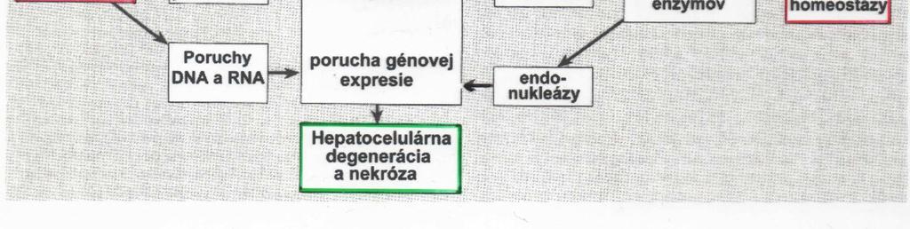 vylúči močom, potom, dýchaním Významnejšie hepatopatie spojené s voľnými radikálmi oxidácia hlavne v pečeni