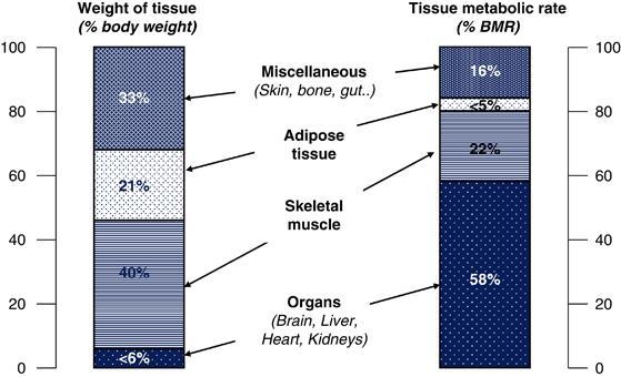 Jednotlivé orgány a tkanivá sa líšia metabolickou aktivitou - vysoká aktivita: kostrový sval, vnútorné orgány (pečeň, srdce, obličky, mozog) Hmotnosť tkaniva (% telesnej hmotnosti)