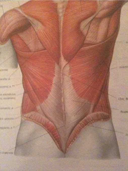 Γ) Οπίσθιοι κοιλιακοί μυς Εδώ ανήκει ο τετράγωνος οσφυϊκός μυς, που καλύπτει το διάστημα στο πλάι της σπονδυλικής στήλης, μεταξύ της δωδέκατης πλευράς και της λαγόνιας ακρολοφίας.