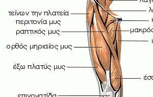 Οι οπίσθιοι μυς του μηρού είναι: α) Ο δικέφαλος μηριαίος, ο οποίος πορεύεται στην έξω πλευρά της οπίσθιας επιφάνειας του μηρού.