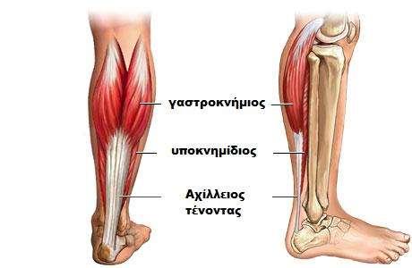 Μυς της κνήμης Οι κυριότεροι μυς είναι από την έσω προς την πρόσθια πλευρά της κνήμης ο γαστροκνήμιος, ο υποκνημίδιος και ο ο πρόσθιος κνημιαίος, οι καμπτήρες και εκτείνοντες των δακτύλων.