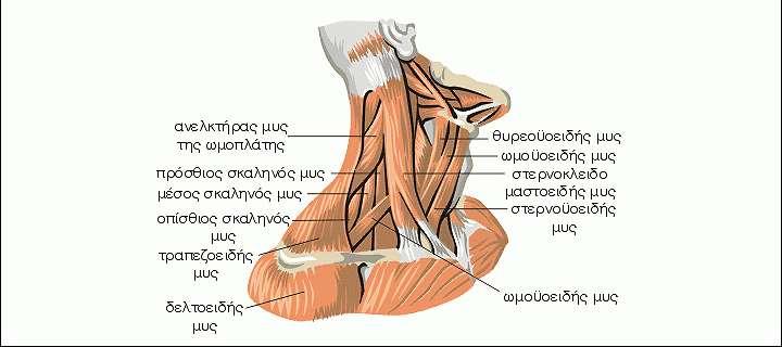 Β) Οι μυς κάτω από το υοειδές οστό, οι οποίοι έλκουν το υοειδές οστό και εμμέσως τον λάρυγγα προς τα κάτω 1.