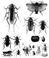 2.1.3 ΤΑΞΗ: ΔΙΚΤΥΟΠΤΕΡΑ (Dictyoptera) Στην τάξη των Δικτυόπτερων περιλαμβάνονται περίπου 6.000 είδη που έχουν μέτριο έως μεγάλο μέγεθος με εδαφόβιους κυρίως αντιπροσώπους.