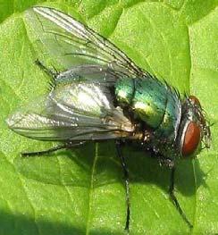ΟΛΟΜΕΤΑΒΟΛΑ 2.1.6 ΤΑΞΗ: ΔΙΠΤΕΡΑ (Diptera) Μικροί ζωικοί οργανισμοί, με μέγεθος που κυμαίνεται από 1,5 έως 25mm. Αποτελούν μια από τις μεγαλύτερες τάξεις εντόμων, που αριθμεί περίπου 85.000 είδη.