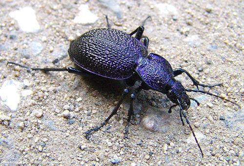 2.1.10 ΤΑΞΗ: ΚΟΛΕΟΠΤΕΡΑ (Coleoptera) Η τάξη των κολεοπτέρων αποτελεί μια από τις σημαντικότερες και πολυπληθέστερες κατηγορίες εντόμων. Έχει τουλάχιστον 370.000 γνωστά είδη.