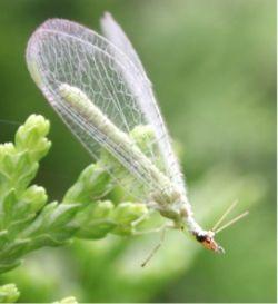 2.1.11 ΤΑΞΗ: ΝΕΥΡΟΠΤΕΡΑ (Neuroptera) Έντομα μικρού έως μεγάλου μεγέθους, με μαλακό σώμα. Έχουν δύο ζεύγη μεμβρανοειδών πτερύγων με πλούσια νεύρωση. Διαθέτουν μασητικά στοματικά μόρια.