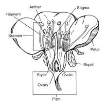ΚΕΦΑΛΑΙΟ 3 ΕΠΙΚΟΝΙΑΣΗ Επικονίαση είναι η μεταφορά γύρης από τα άρρενα όργανα των ανθοφόρων φυτών (ανθήρες) στο θήλυ δεκτικό μέρος του άνθους (στίγμα).
