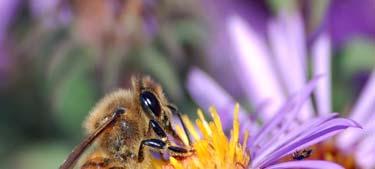 3.2 ΕΝΤΟΜΑ ΕΠΙΚΟΝΙΑΣΤΕΣ Οι μέλισσες των οποίων υπάρχουν μερικά διαφορετικά είδη, αποτελούν την κύρια ομάδα εντόμων επικονιαστών.