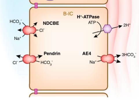 ALCALOZE METABOLICE MECANISMULCORECTOR RENAL Eliminarea excesului de HCO 3 se realizează în nefronul distal în celule intercalate de tip B care prezintă transportori de H + și de HCO 3 : în polul
