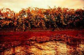 Zemlja crvenica (Terra rossa) Zemlja crvenica ili Terra rossa sadrži kaolinit, tinjce i kvarc te manji udio hematita, getita, plagioklasa, kalijeva feldspata i amorfne tvari.