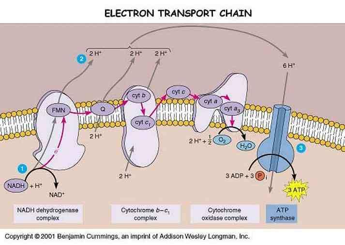 Mehanizam fosforilacije u respiratornom lancu Respiratorni lanac je smešten u četiri (tri) multienzimska kompleksa: 1. NADH-ubihinon oksidoreduktaza = NADH- dehidrogenaza 2.
